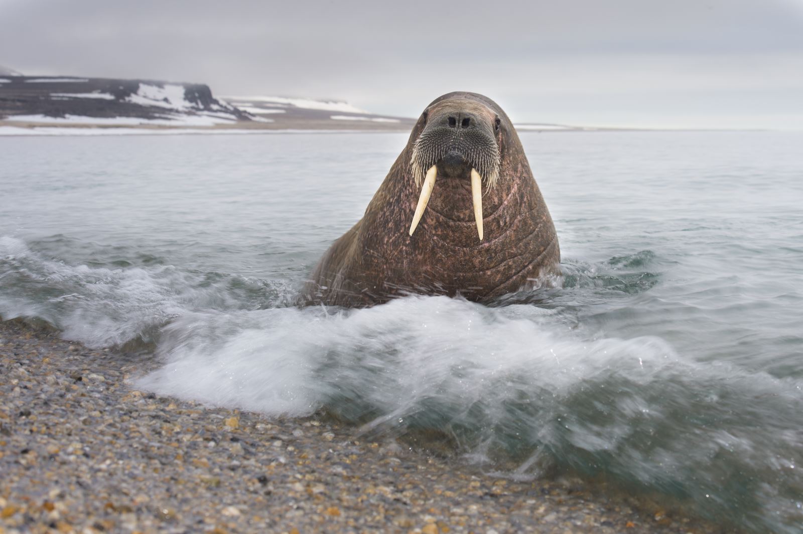 båtturer på svalbard båtturer på svalbard